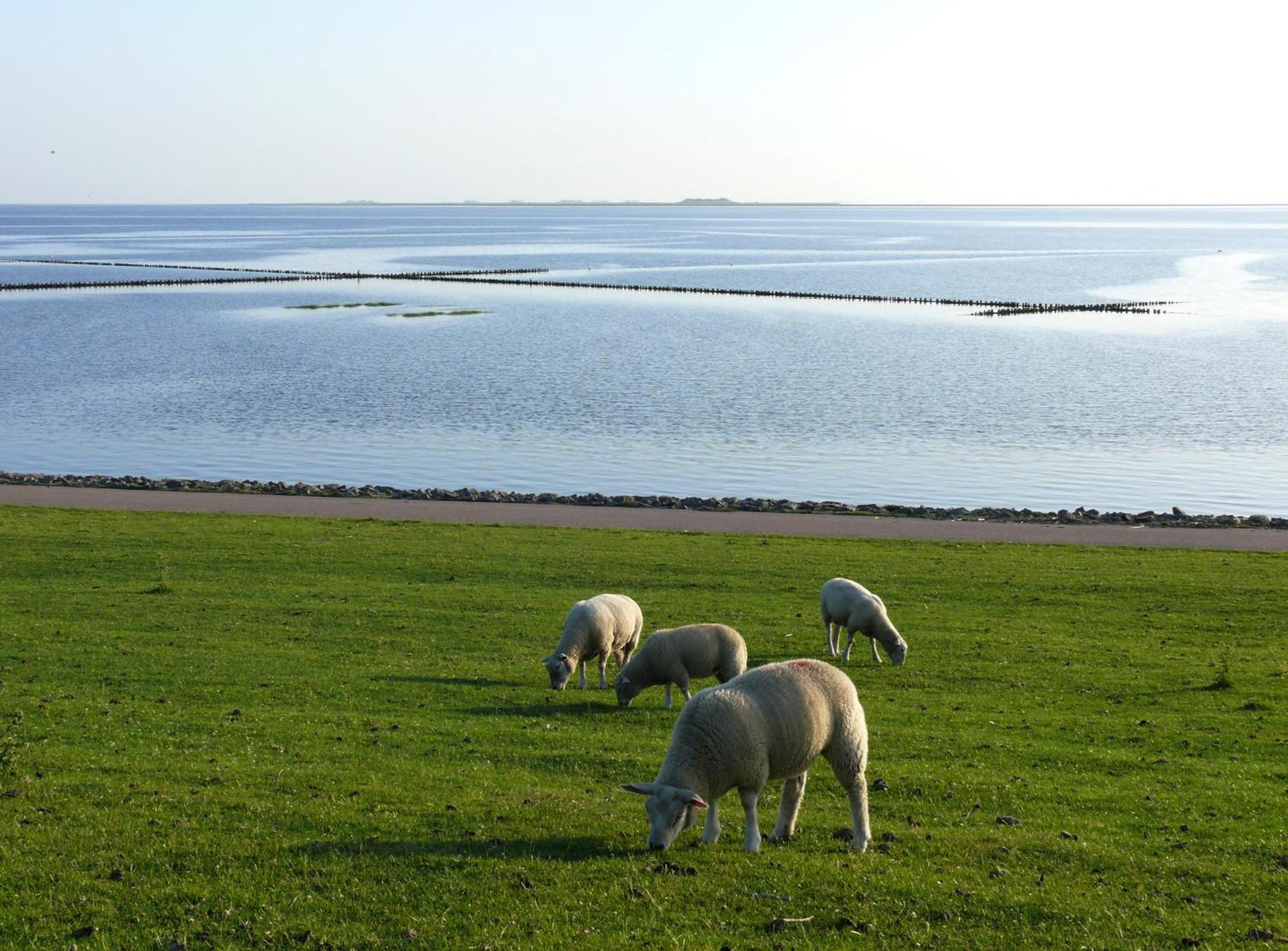 Haus Halligblick, Ferienwohnungen Am Wattenmeer, Whg Langenness Dagebüll Dış mekan fotoğraf